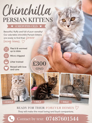 READY TO LEAVE - CHINCHILLA PERSIAN KITTENS