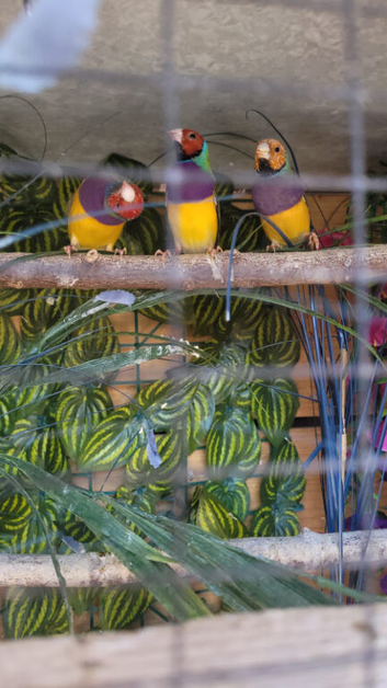 Last 3 male gouldian finches for sale