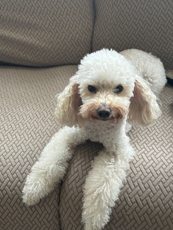Miniature poodle for sale