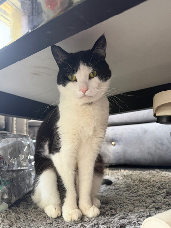 Friendly cat