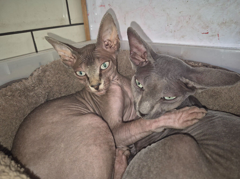 2 adult sphynx cats