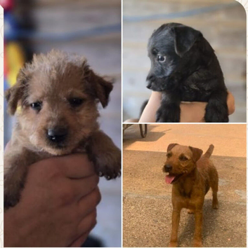 Patterdale fell terrier puppies