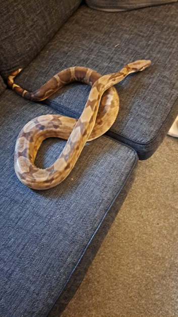 Skittles 7 years old