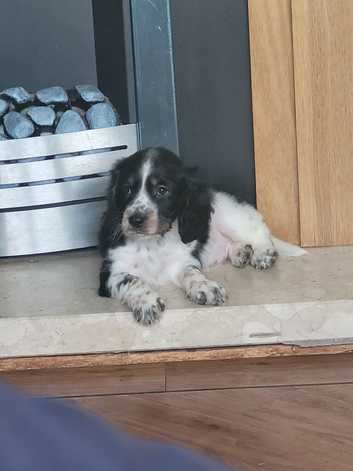 Cocker spaniel pup