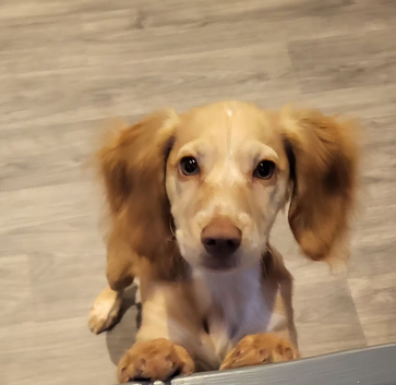 4month old female Cocker Spaniel