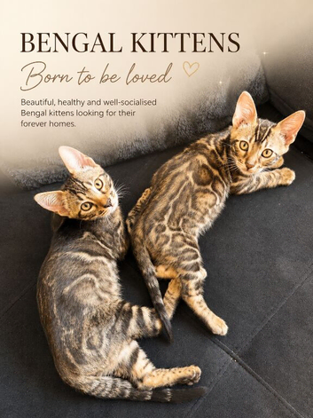 Tica Bengal kittens