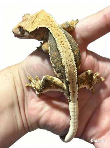 Male crested gecko
