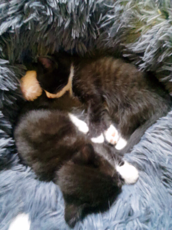 Kittens for sale