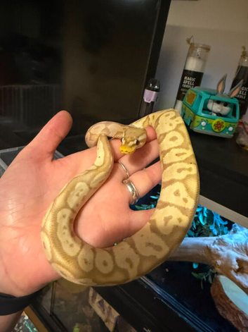 Beautiful banana vanilla python