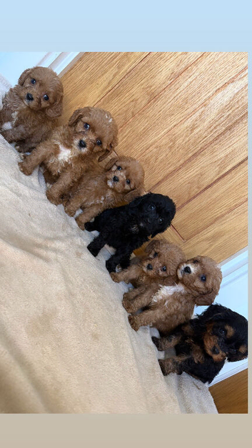 F1 cavapoo