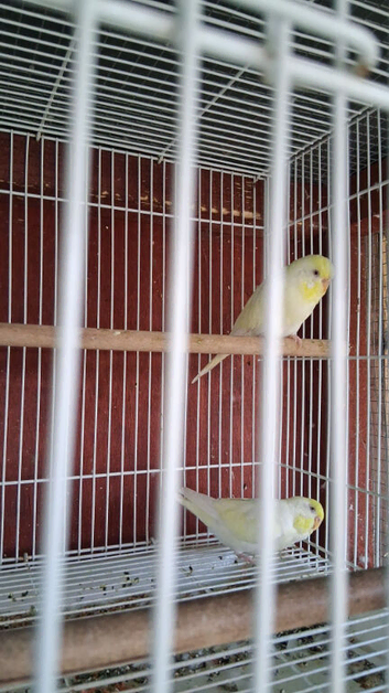Budgies