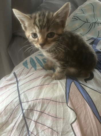 Adorable Mixed-Breed Kittens - Boys & Girls Available!