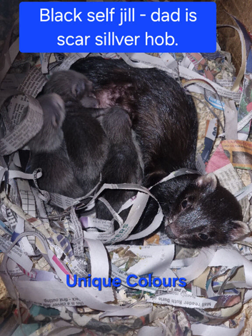 Unique coloured kits - Black self mum/Semi Angora silver hob- ready to leave-1/08/26