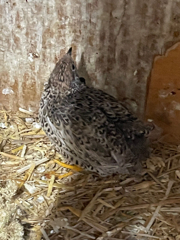 Pair japenese quail