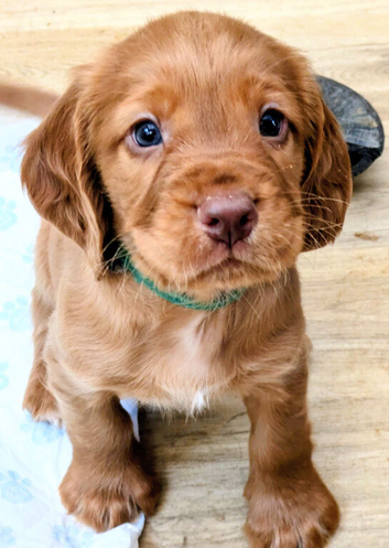 Quality F1B sprocker pups - one male available!