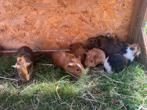 Baby guinea pigs