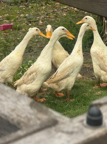6 female Indian runner ducks