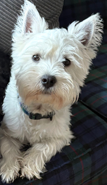 West highland terrier STUD
