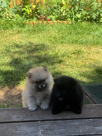 Beautiful Pomeranian pups