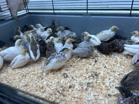 Chinese painted quail
