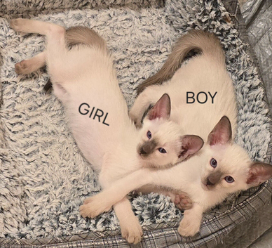 Modern siamese female and male kittens