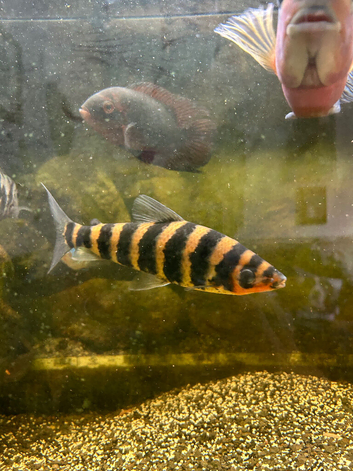 Large fish for sale