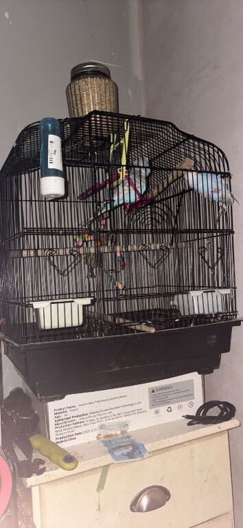 Budgies and cage with accessories