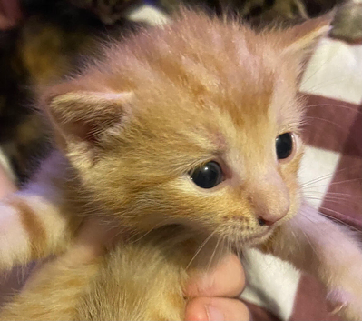 Mixed litter of kittens available from 11.08 - 18.08