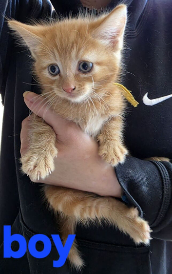 Ginger kittens