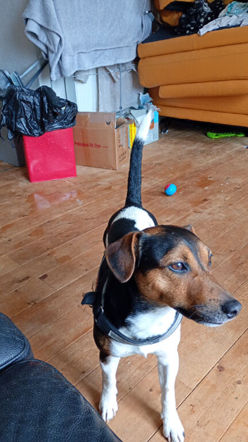Superdog jack russel