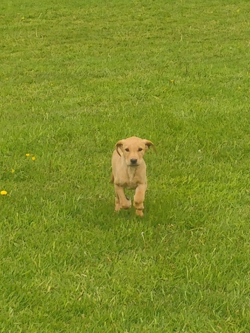 KC FULLY VACCINATED MALE PUPPY