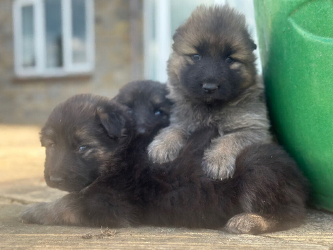 Stunning longhaired straight backed German Shepherd Puppies for sale.