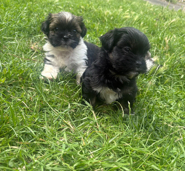Shih Tzu Yorkshire terrier