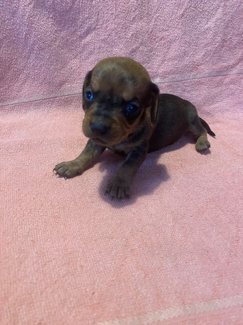 Miniature Dachshunds