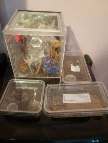 Selling my whole collection with set ups