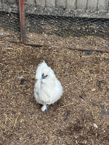 Silkie hens
