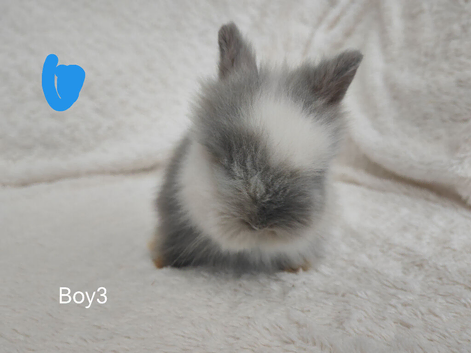 Last 2 Double mane lionhead rabbits