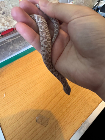 Cb25 lavender female