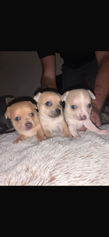 Pedigree chihuahuas