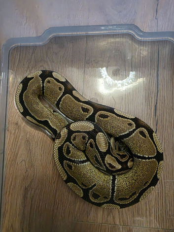 3 ball pythons