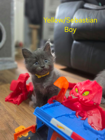 6 Maine Coon Kittens
