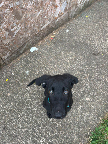19 Week old puppy