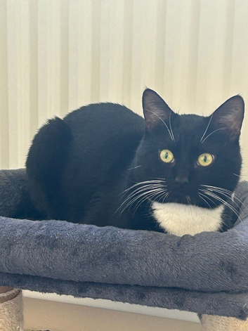 Looking for a new forever home for my cat Leo