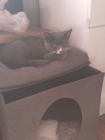 Kitten