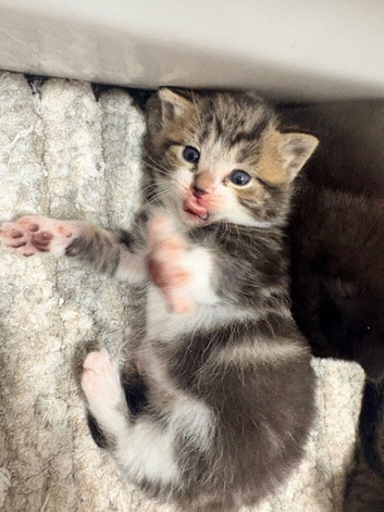 Kittens