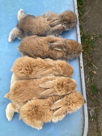 French Lop for sale in London.