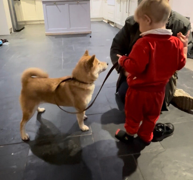 4 year old female Shiba Inu