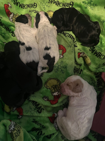 1 week old
