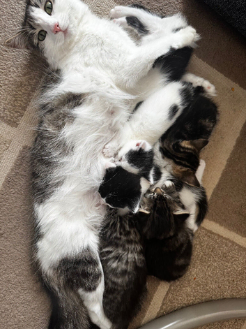 Kittens