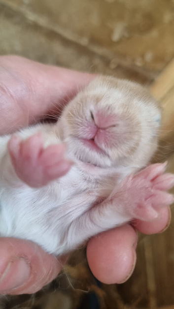 Beautiful Harlequin Mini Lops